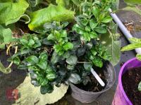 3 X MIXED SHRUBS - 5