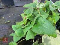 3 X MIXED SHRUBS - 6
