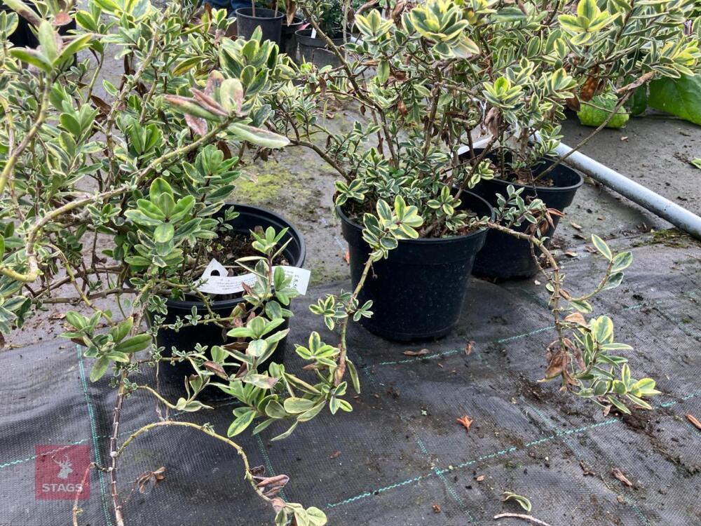 3 X HEBE X FRANCISCANA VARIEGATA