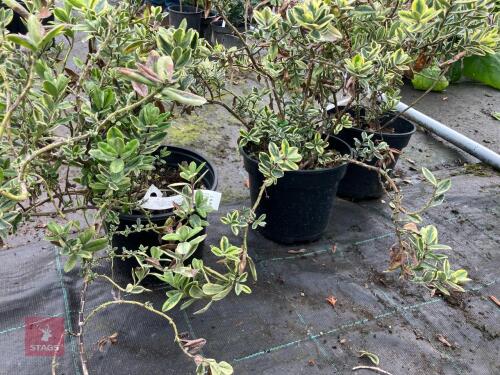 3 X HEBE X FRANCISCANA VARIEGATA