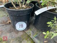 3 X HEBE X FRANCISCANA VARIEGATA - 2