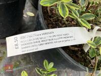 3 X HEBE X FRANCISCANA VARIEGATA - 3