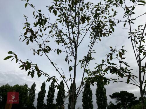 1 X AMELANCHIER GRANDIFOLIA ROBIN HILL