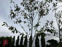 1 X AMELANCHIER GRANDIFOLIA ROBIN HILL