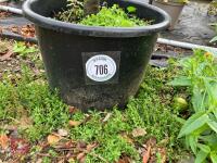 1 X AMELANCHIER GRANDIFOLIA ROBIN HILL - 2