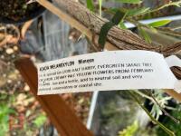 1 X ACACIA MELANOXYLON - 3