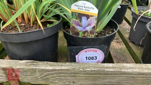 2 X IRIS
