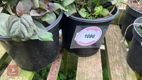 3 X LYSIMACHIA CILIATA FIRECRACKER