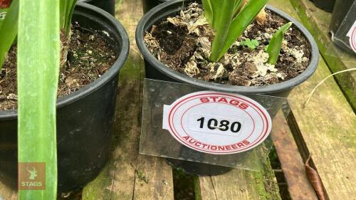 4 X NERINE BOWDENII