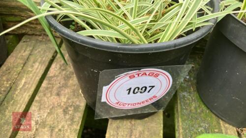 3 X AGAPANTHUS TINKERBELL