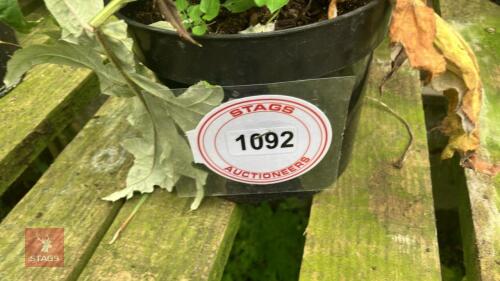 3 X MIXED PERENNIALS