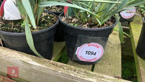 7 X DIANELLA 'CASSA BLUE'