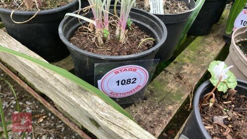 4 X TULBAGHIA VIOLACEA VARIEGATA