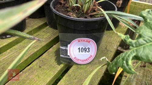 7 X DIANELLA 'CASSA BLUE'