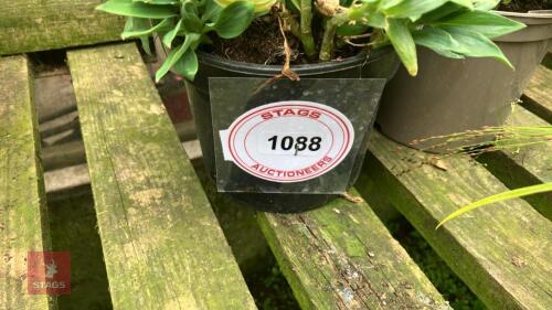 4 X ALSTROEMERIA INCA