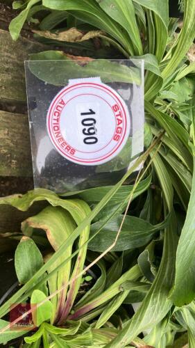 5 X DIGITALIS PARVIFLORA MILK CHOCOLATE