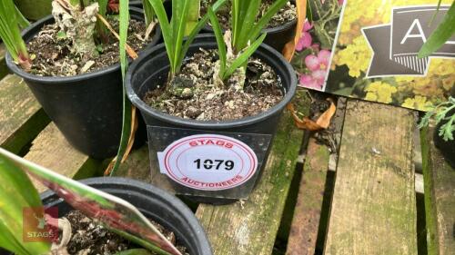 4 X NERINE BOWDENII