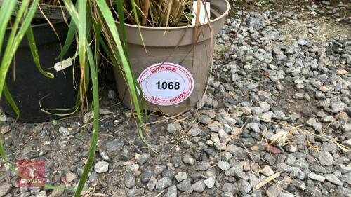 5 x CALAMAGROSTIS BRACHYTRICHA