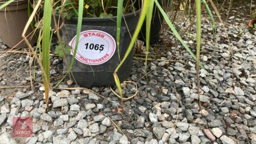 5 X MIXED GRASS
