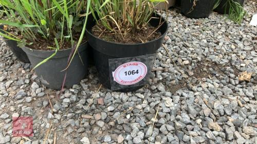 5 X MIXED PANICUM GRASS