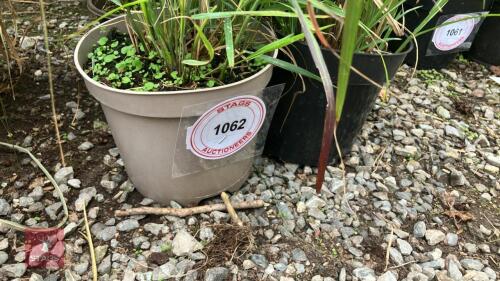 6 X MISCANTHUS SINENSIS ZEBRINUS