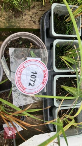 19 x DIERAMA BLACK BIRD