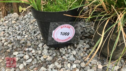 4 X MIXED GRASS