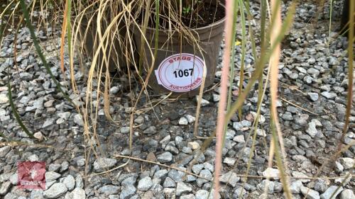 3 X UNKNOWN GRASS
