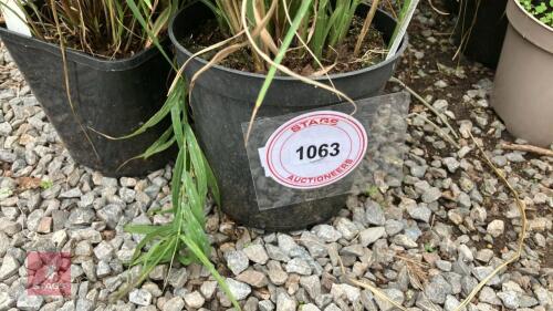 6 X MISCANTHUS SINENSIS ZEBRINUS