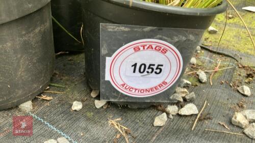 6 X STIPA GIGANTEA GOLDEN OATS