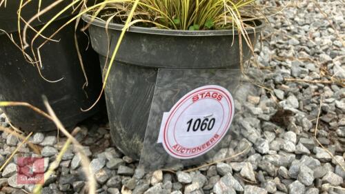 8 X UNKNOWN GRASS