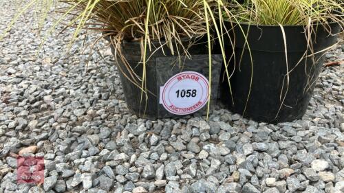 6 X UNKNOWN GRASS