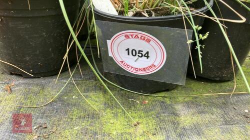 6 X STIPA GIGANTEA GOLDEN OATS