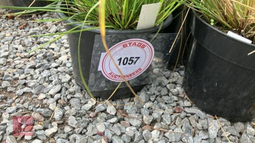 3 X STIPA GIGANTEA GOLDEN OATS