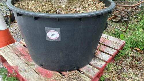 1 X ACER PALMATUM SENKAKI