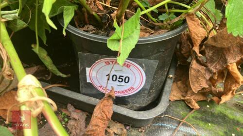 4 X PERSICARIA AMPLEXICAULIS IS CALIENTA