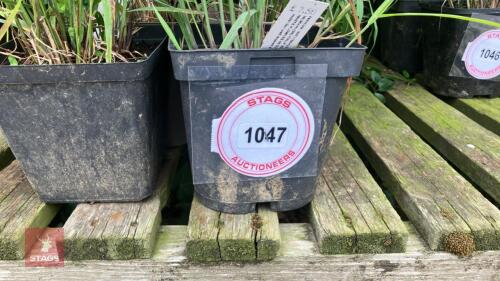 6 X PANICUM ROTSTRAHLBUSCH