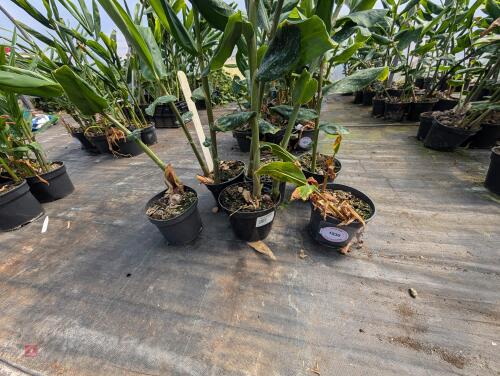 6 X HEDYCHIUM DEVON CREAM 3L POTS