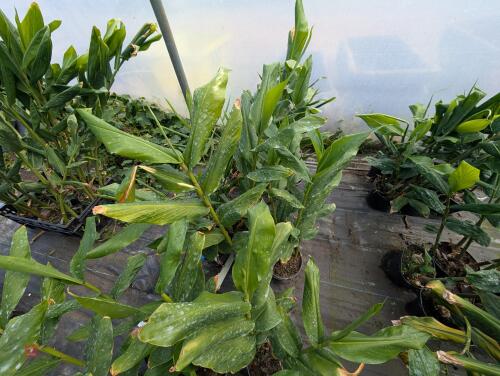 6 X HEDYCHIUM DEVON CREAM 3L POTS