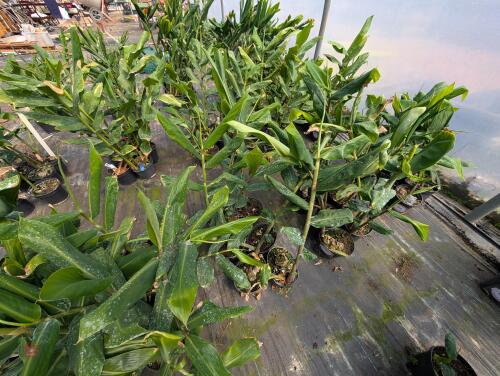 6 X THEDYCHIUM GARDNERIANUM 3L POTS