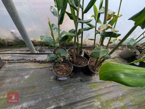 6 X HEDYCHIUM GARDNERIANUM 3L POTS