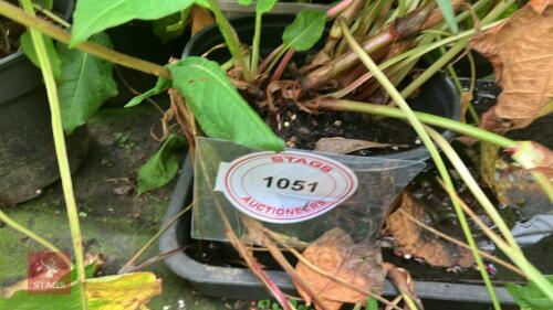 4 X PERSICARIA AMPLEXICAULIS IS CALIENTE