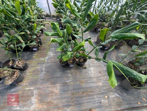 6 X HEDYCHIUM GARDNERIANUM 3L POTS
