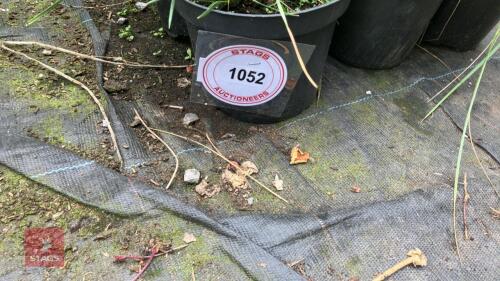 6 X STIPA GIGANTEA GOLDEN OATS