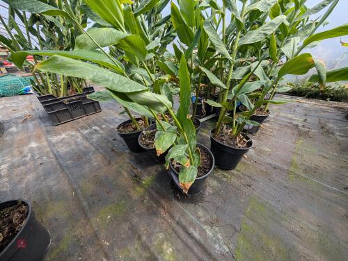 6 X HEDYCHIUM DEVON CREAM 3L POTS