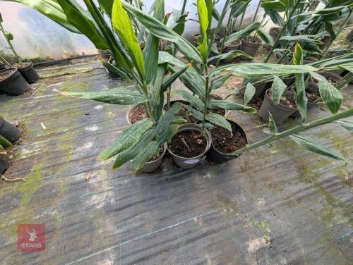 6 X HEDYCHIUM TARA 5L POTS