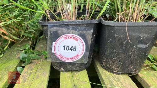 6 X PANICUM ROTSTRAHLBUSCH