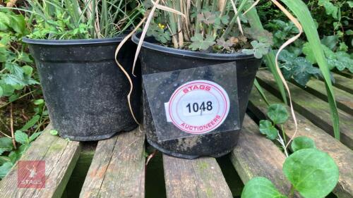 3 X MISCANTHUS INDIAN SUYMMER