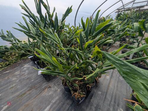 6 X HEDYCHIUM DEVON CREAM 3L POTS