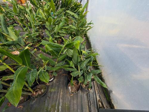 6 X HEDYCHIUM GARDNERIANUM 3L POTS